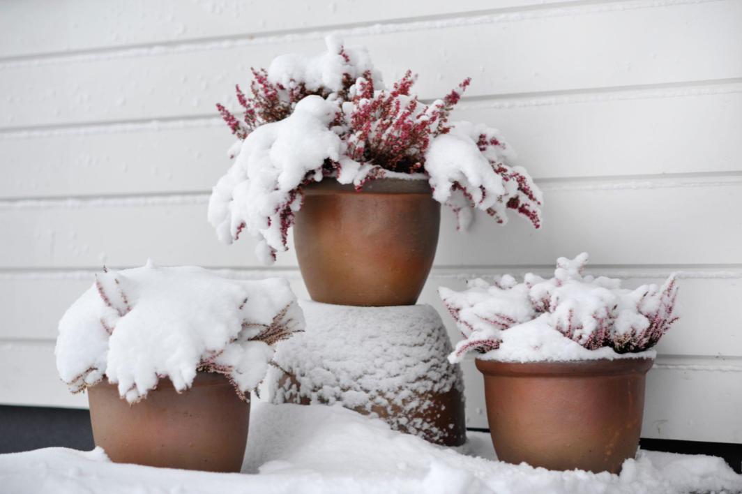 16 Tips to winterize your home and save on electric bill Tulsa, protect your plants.